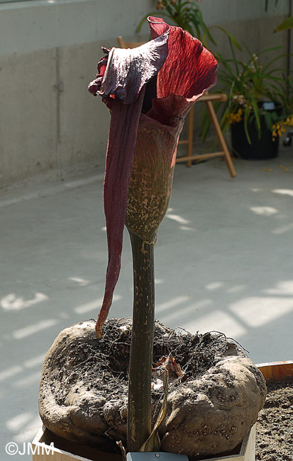 Amorphophallus konjac