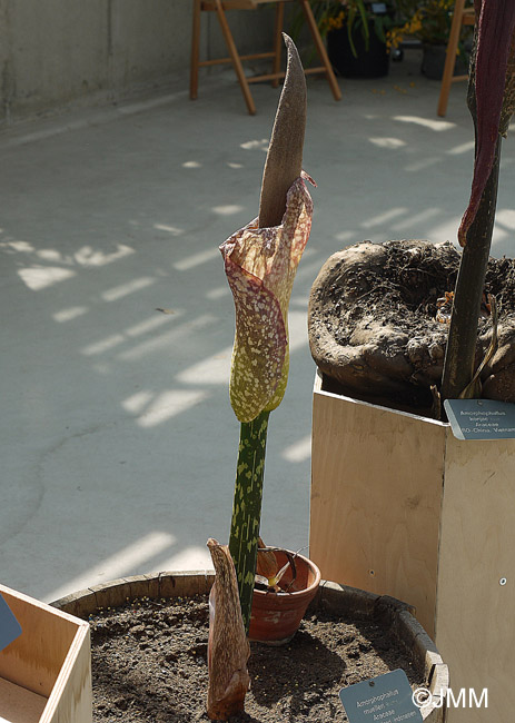 Amorphophallus muelleri