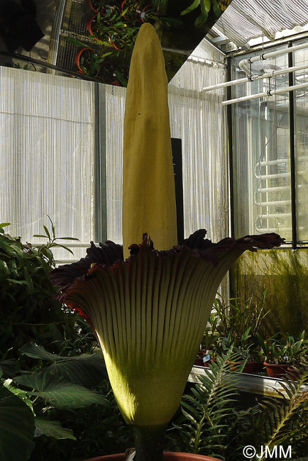 Amorphophallus titanum