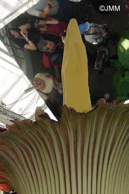 Amorphophallus titanum