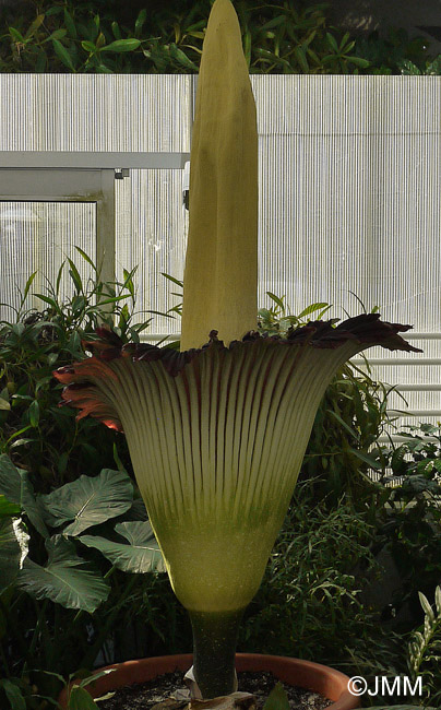 Amorphophallus titanum