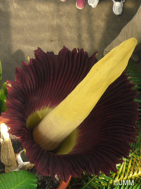 Amorphophallus titanum