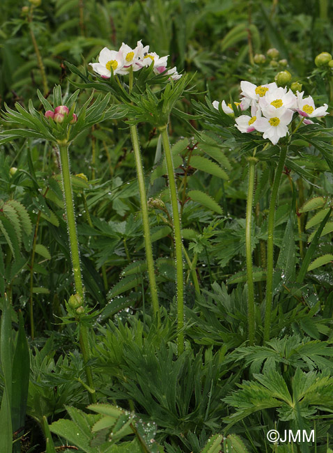 Anemone narcissifolia