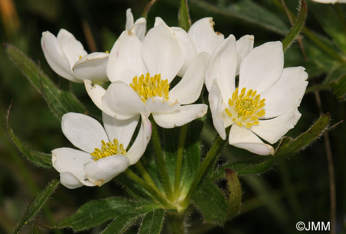 Anemone narcissifolia