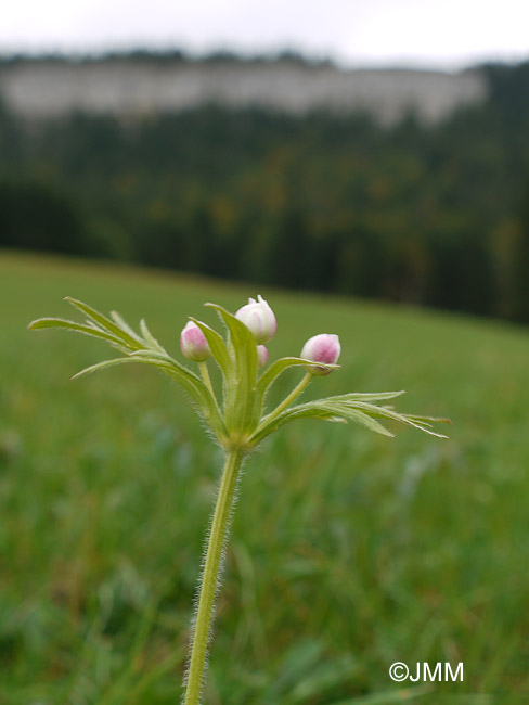 Anemone narcissifolia