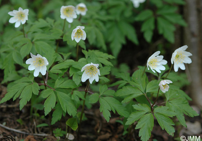 Anemone nemorosa