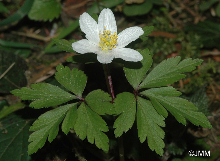 Anemone nemorosa