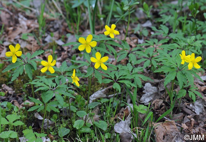 Anemone ranunculoides