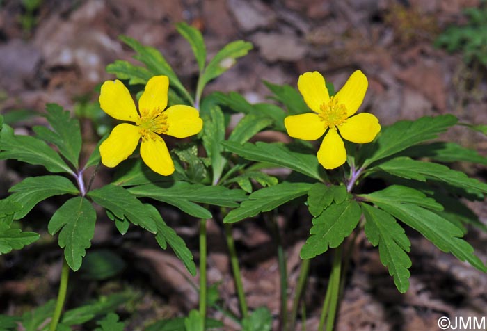 Anemone ranunculoides