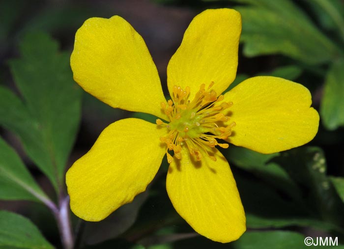 Anemone ranunculoides