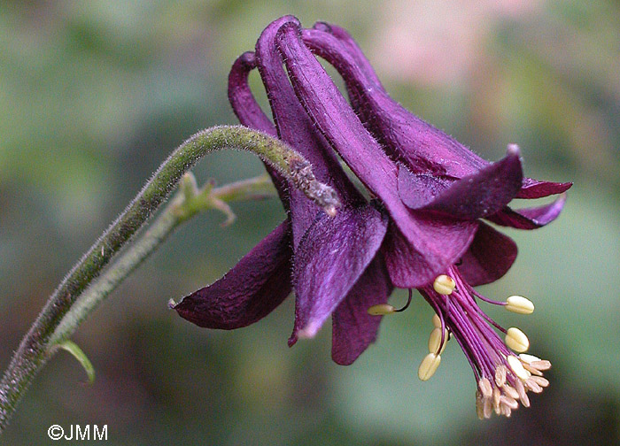 Aquilegia atrata