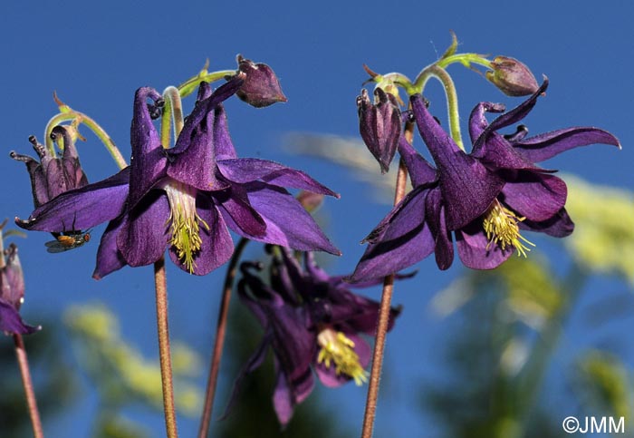 Aquilegia atrata