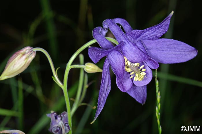 Aquilegia bertolonii