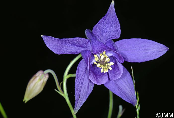 Aquilegia bertolonii