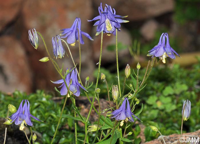 Aquilegia pyrenaica subsp. cazorlensis