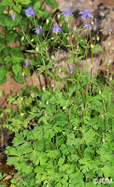 Aquilegia pyrenaica subsp. cazorlensis