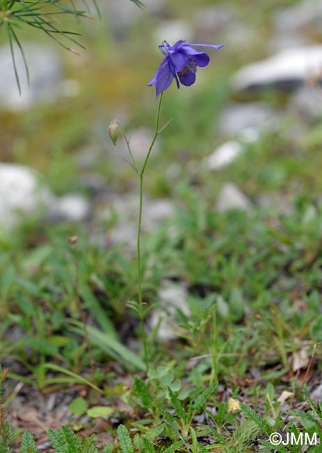 Aquilegia einseleana