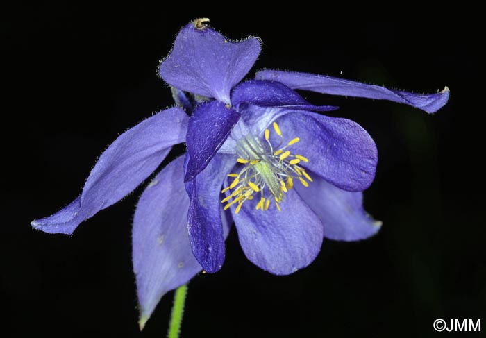 Aquilegia einseleana