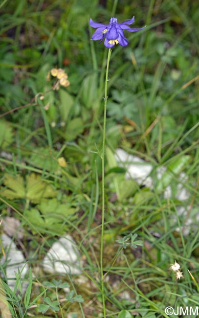 Aquilegia einseleana