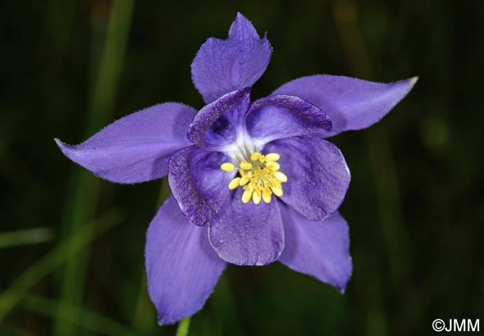 Aquilegia einseleana