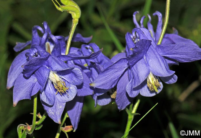 Aquilegia pyrenaica