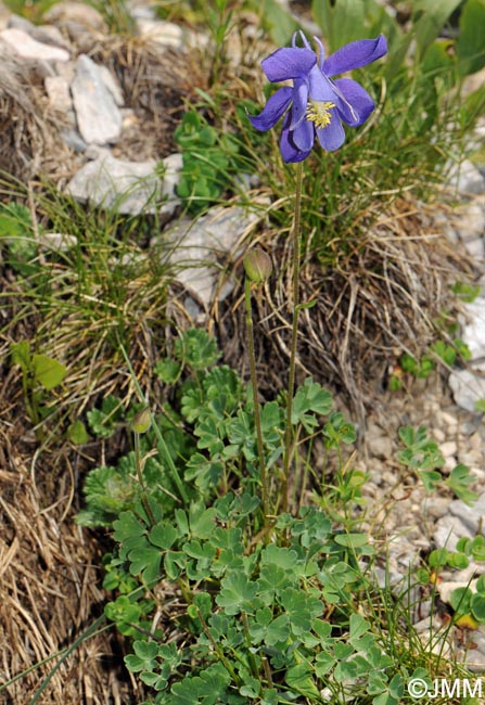 Aquilegia pyrenaica