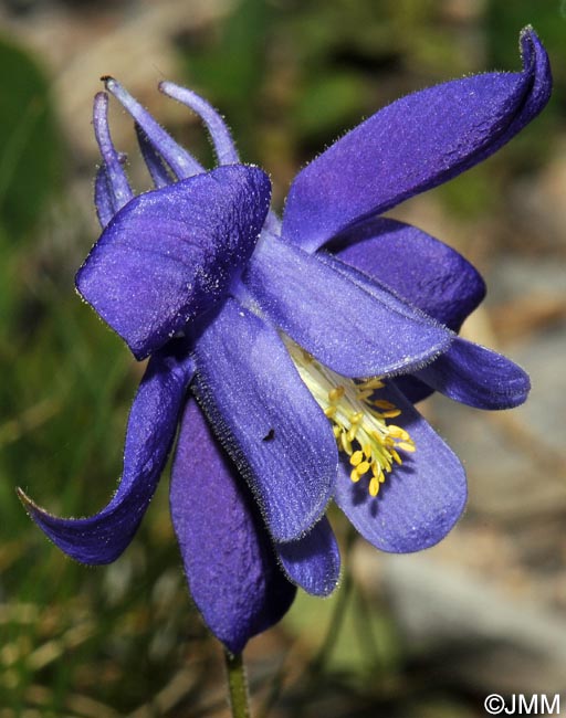 Aquilegia pyrenaica