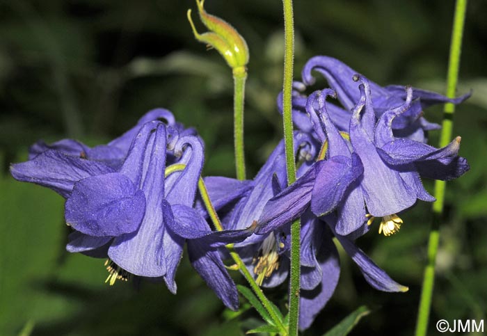 Aquilegia pyrenaica