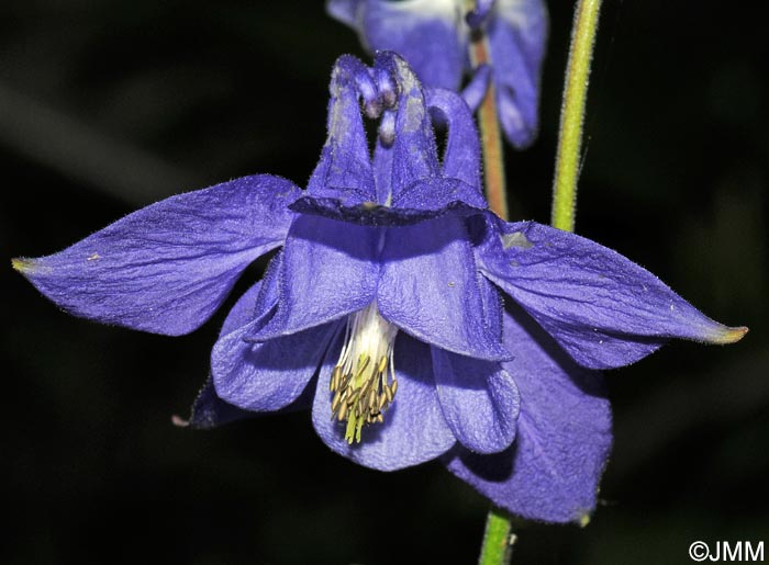 Aquilegia pyrenaica