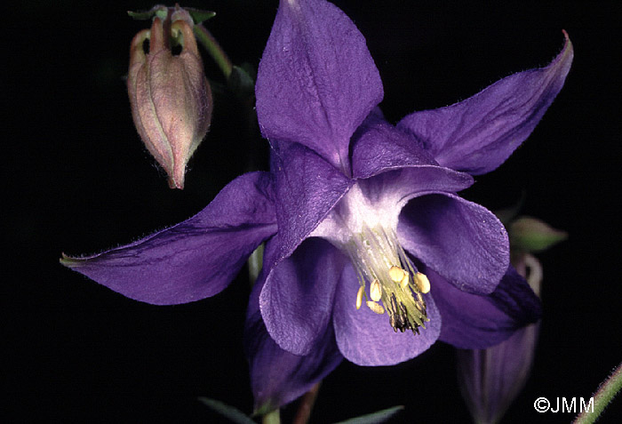 Aquilegia vulgaris