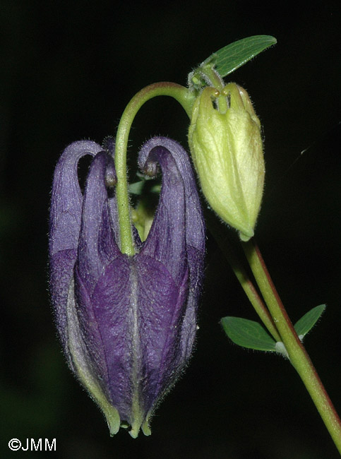 Aquilegia vulgaris