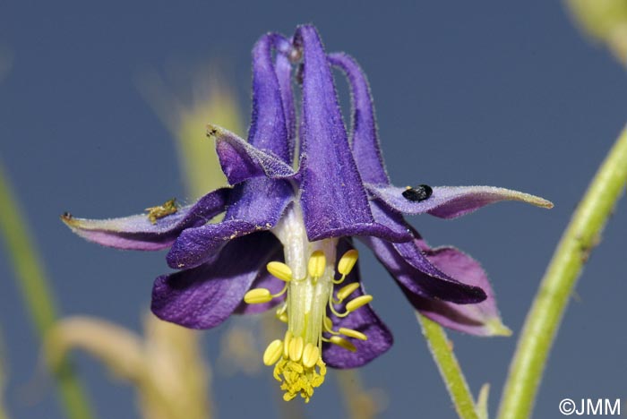 Aquilegia vulgaris subsp. nevadensis