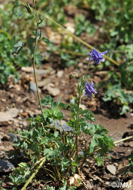 Aquilegia vulgaris subsp. nevadensis