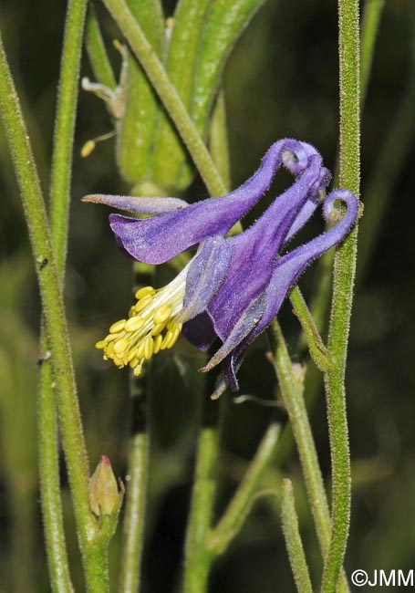 Aquilegia vulgaris subsp. nevadensis