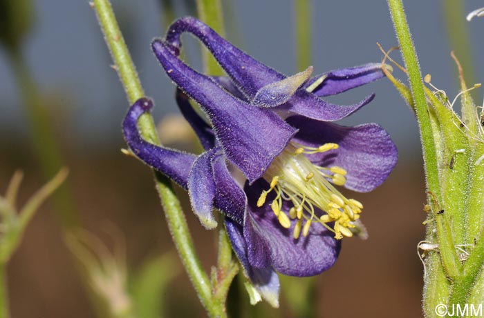 Aquilegia vulgaris subsp. nevadensis