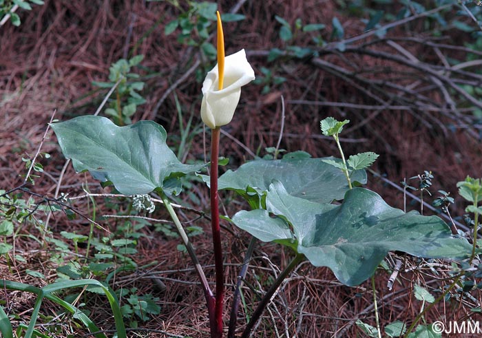 Arum creticum