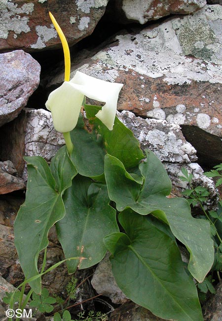 Arum creticum