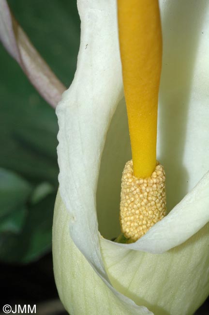 Arum creticum