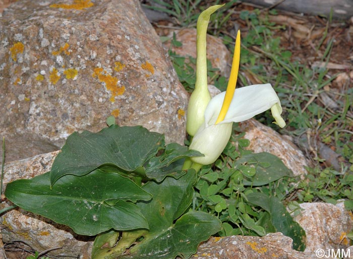 Arum creticum