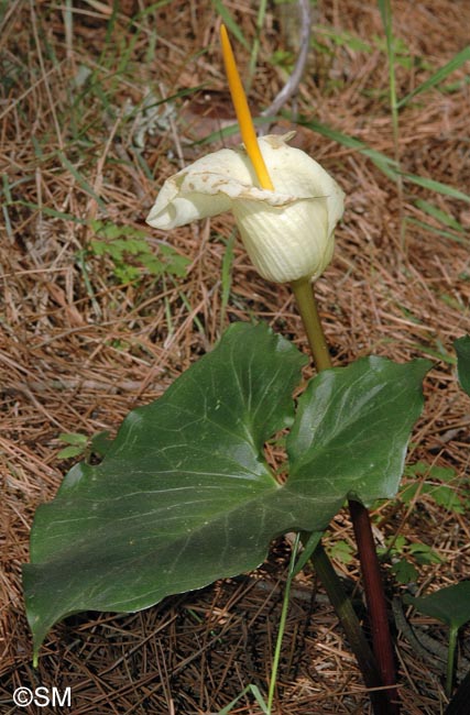 Arum creticum