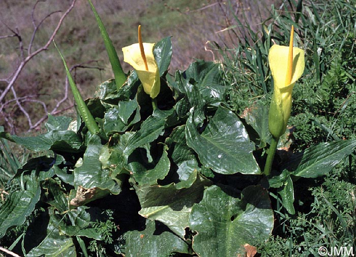 Arum creticum