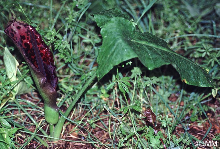 Arum dioscoridis