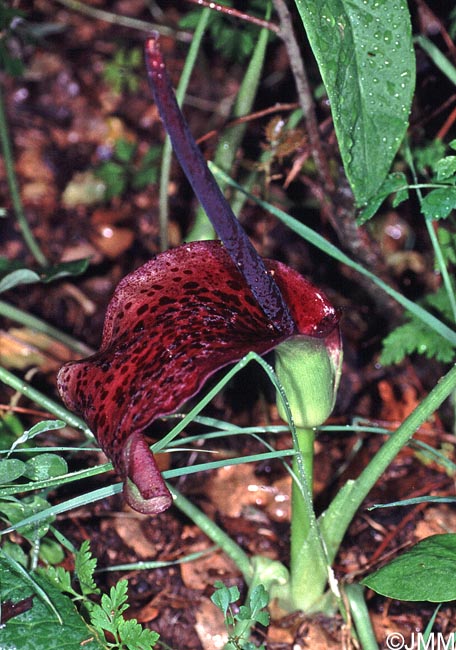 Arum dioscoridis