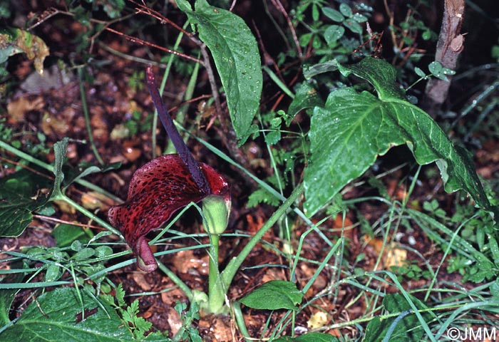 Arum dioscoridis