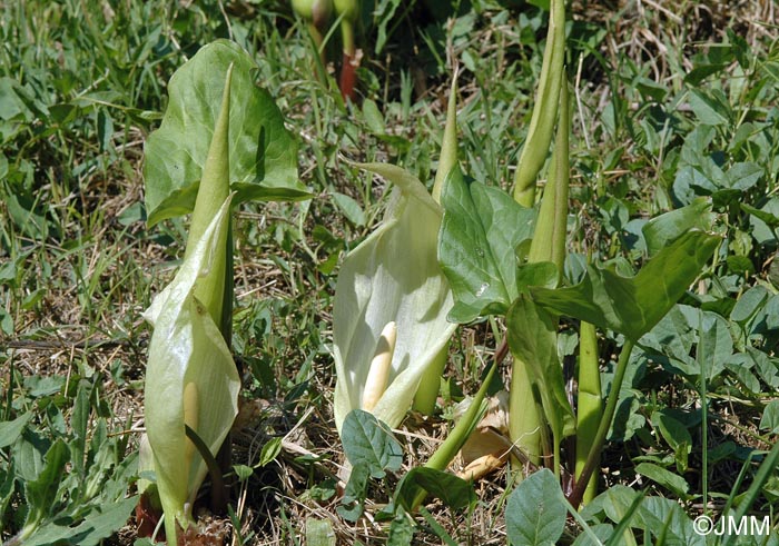 Arum italicum