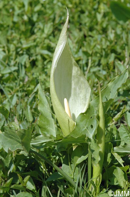 Arum italicum