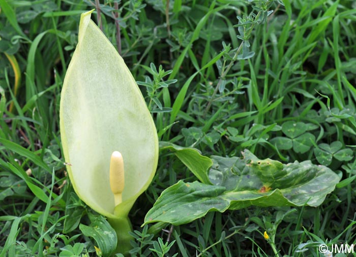 Arum italicum