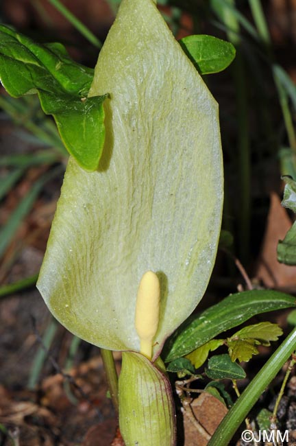 Arum italicum