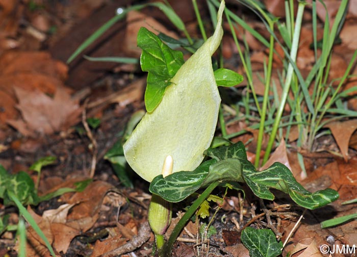 Arum italicum