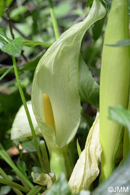 Arum italicum